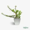 Elephant Bush,