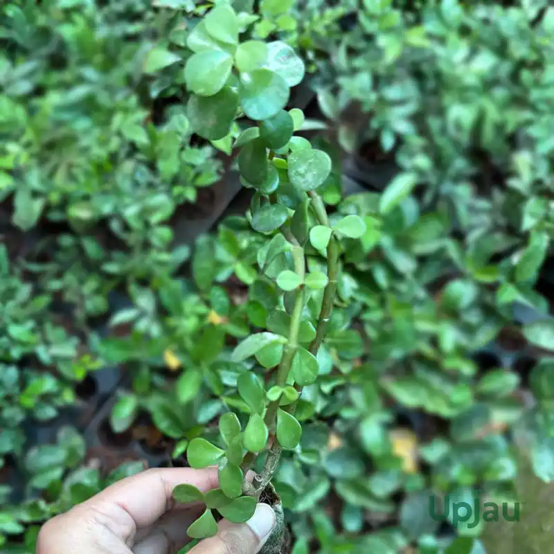 Jade Plant (Sapling) - Image 2