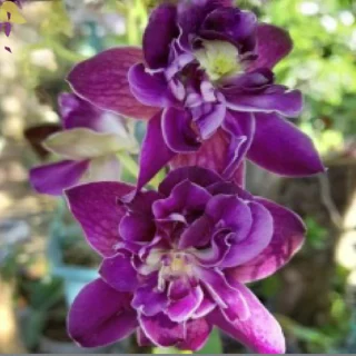 Orchid-Dendrobium-Betty-Rose-Purple