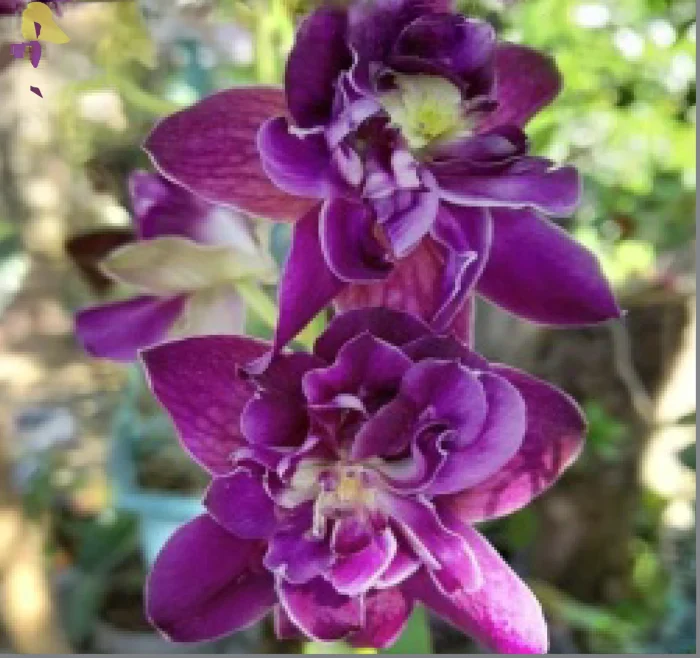 Shop Orchid Dendrobium Betty Rose Purple