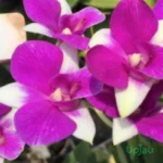Orchid Dendrobium Karen X Compactum