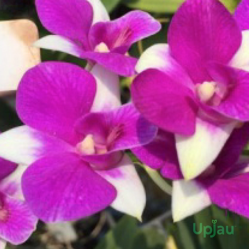 Orchid-Dendrobium-Karen-Compactum