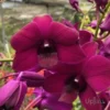 Orchid Dendrobium Red Forever
