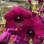 Orchid Dendrobium Red Forever (Dark Pink)