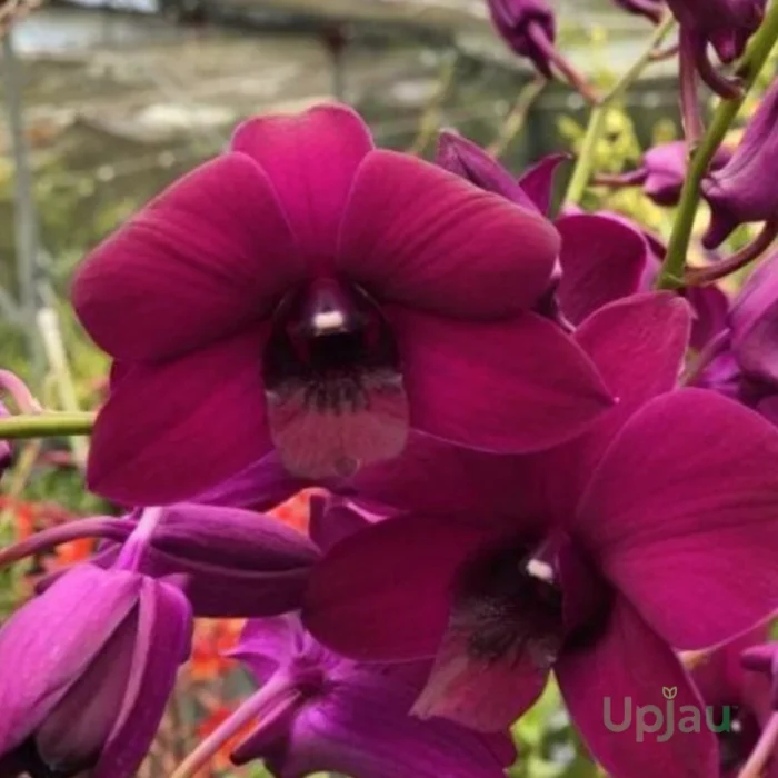 Orchid Dendrobium Red Forever