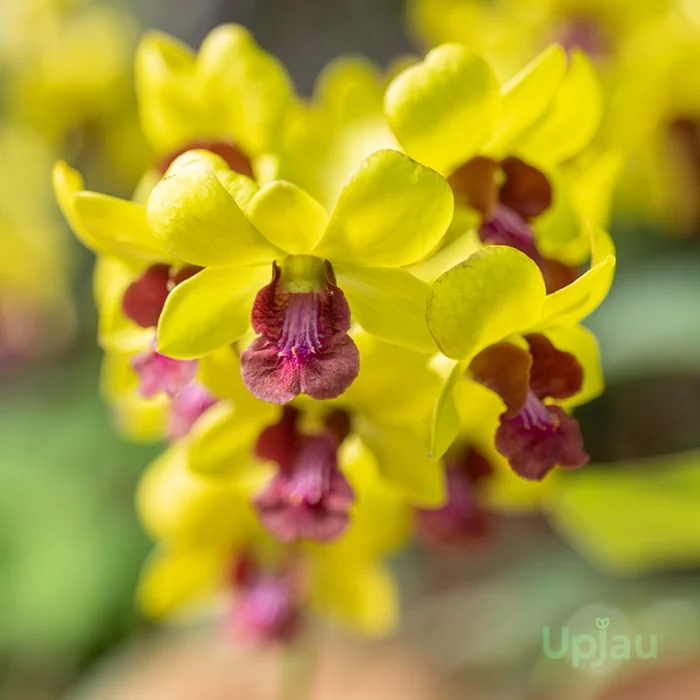 Orchid Dendrobium Thongchai Gold