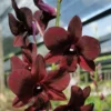 Orchid Dendrobium (Bom x udomsri) x Jac Concert var.Kanjana