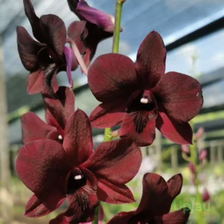 Orchid-dendrobium-bom x udomsri