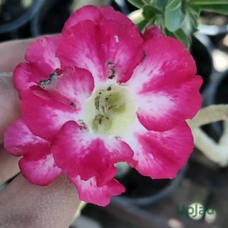 S79