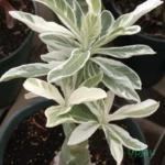 Adenium Deepika Grafted (Variegated)