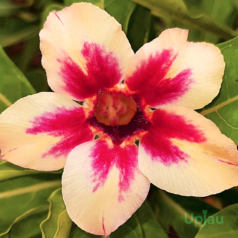 adenium-kajol-grafted