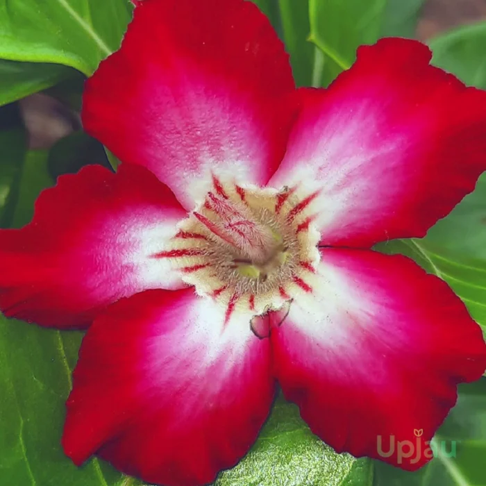 single petal red adenium plant