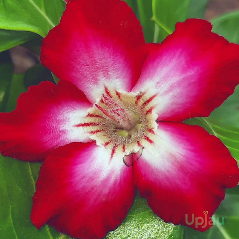 adenium-padmini-grafted