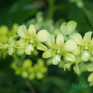aridang-green-orchid