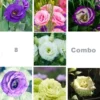 Lisianthus/Eustoma Combo Plant Sapling (8pcs)