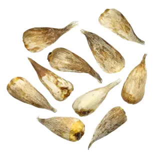 freesia-bulb-mix-colour