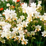 Buy freesia bulbs online India fragrant flowers