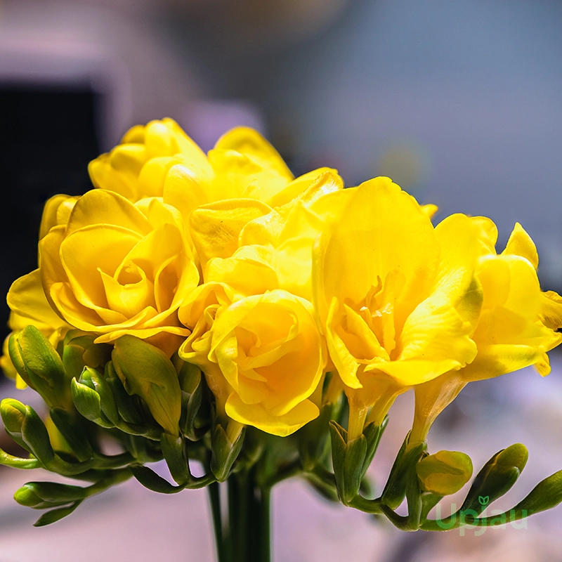 freesia-multicolour-flowers