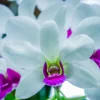 Dendrobium Burana Charming