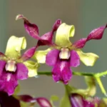 Orchid Dendrobium Carol