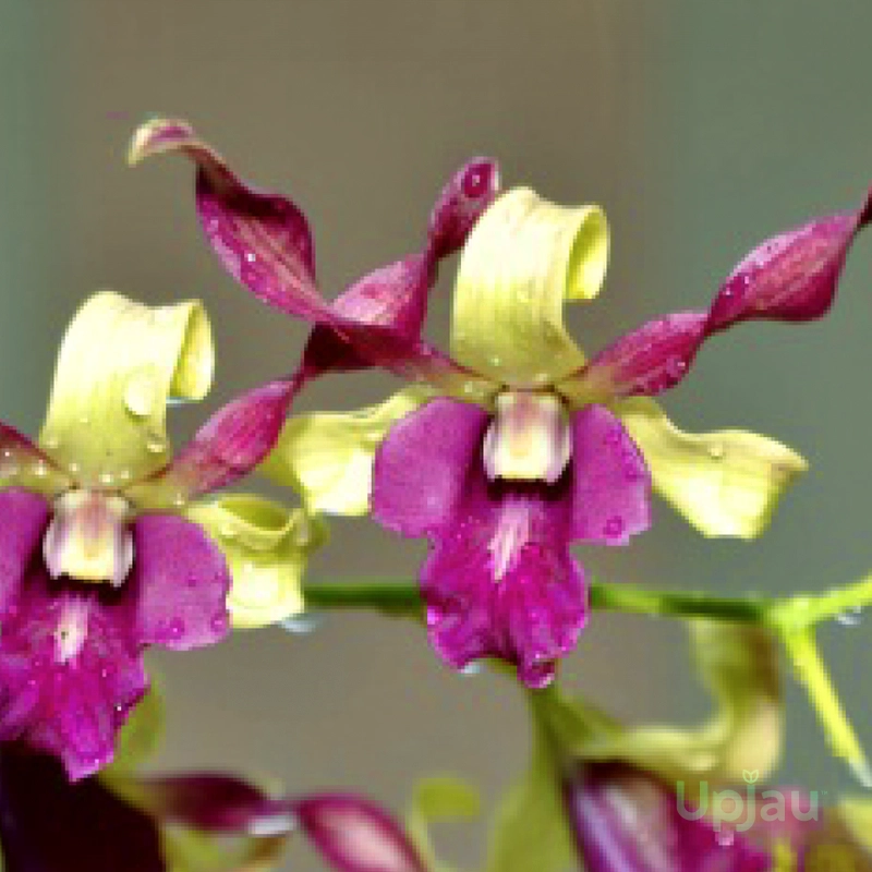 orchid-dendrobium-carol