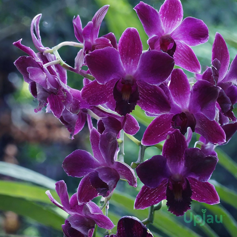 orchid-dendrobium-hirochi-hot-purple