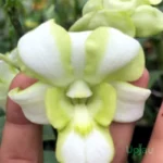 Orchid Dendrobium Liberty White