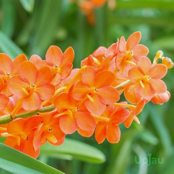 Orchid vanda ascocentrum miniatum