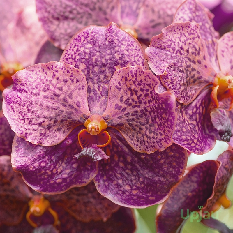 orchid-vanda-v-kulvadee-fragrance-black