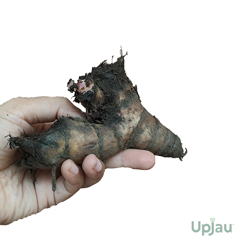 pink-canna-lily-bulb-online-india