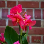Buy Pink Canna Lily Bulb online in India with healthy bulb and beautiful pink flowers