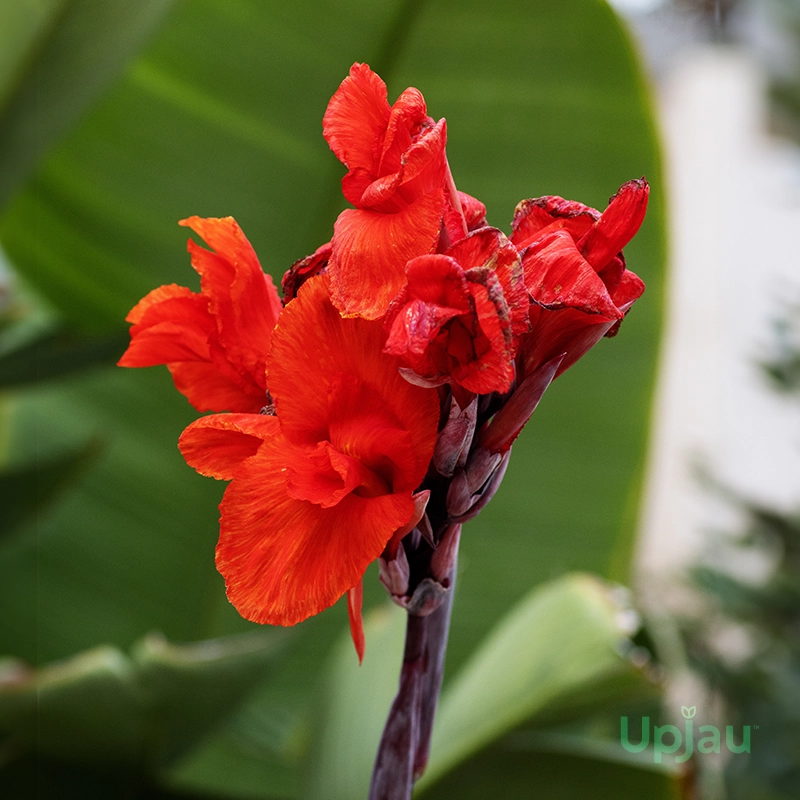 premium-red-canna-lily-blooms