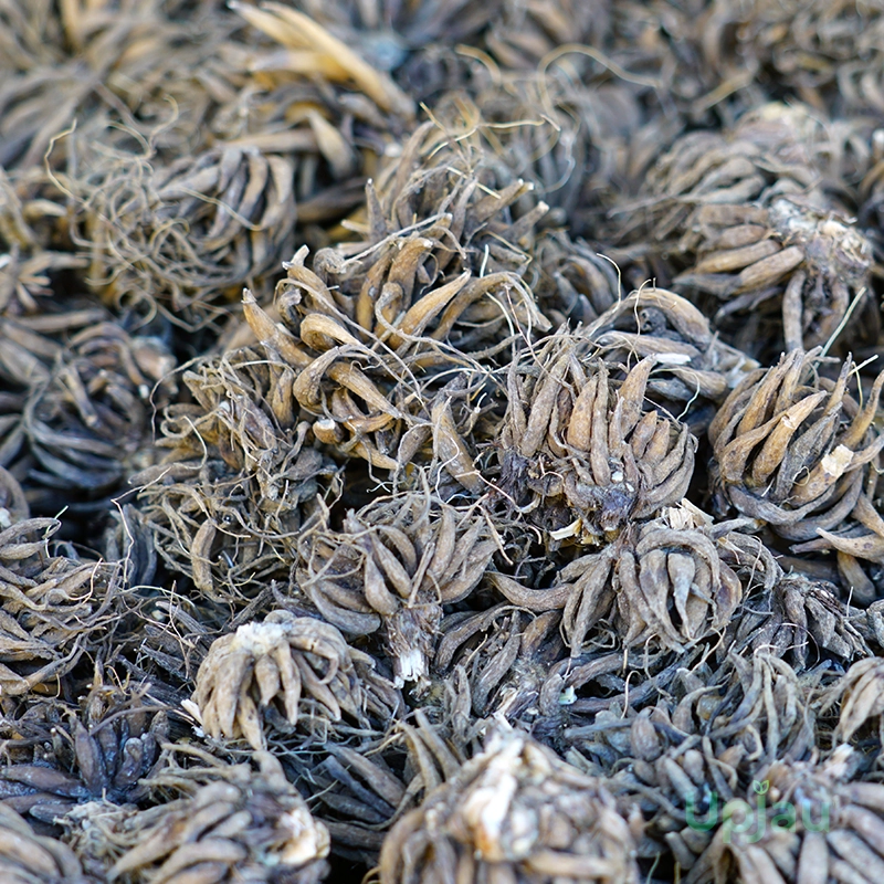 ranunculus-flower-bulbs-india