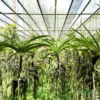 vanda-asctm-miniatum-orchid