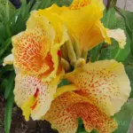 Buy Yellow Canna Lily Bulb online in India with healthy bulb and bright yellow flowers