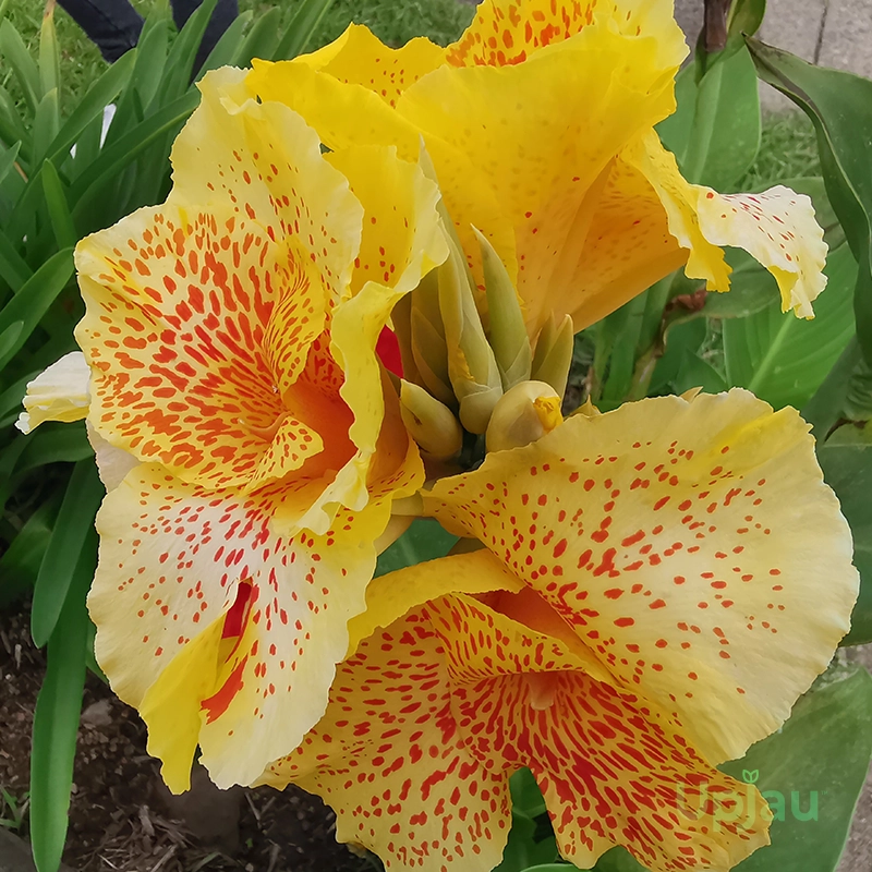 yellow-canna-lily-golden-bloom