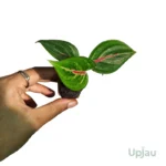 Aglaonema Star Shining Plant (Sapling)