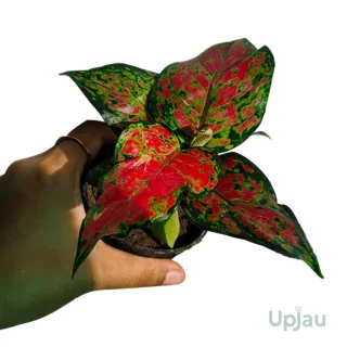 Aglonema valentine1
