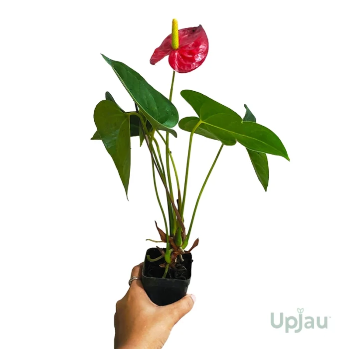 Anthurium Red Plant