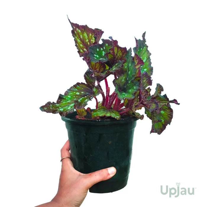 Begonia Dotted Rex