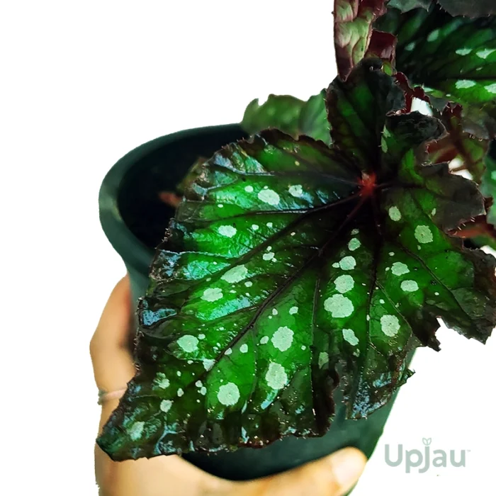 Begonia Dotted Rex (Big size) - Image 2