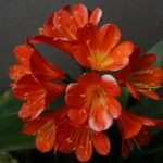 Bush Lily / Clivia Lily Roots Harmonize (Orange)