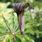 Cobra Lily / Arisaema Speciosum Bulbs (Any color)