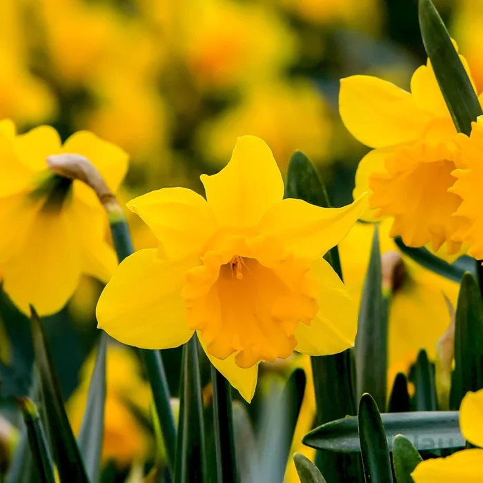 daffodil bulbs