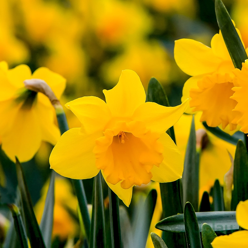 Daffodil-bulbs