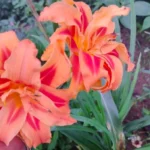 Day Lily Double Color Bulbs Hemerocallis flowering plant bulb at ₹39 online India by Upjau