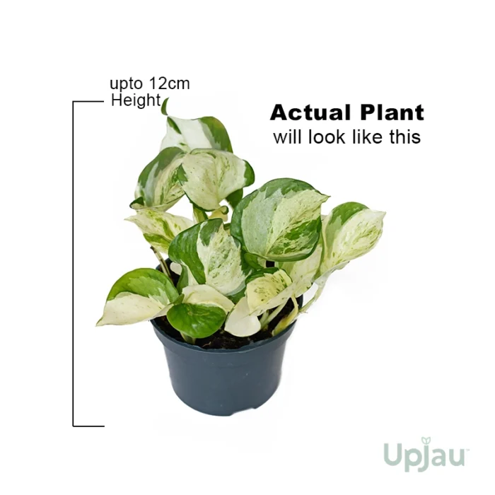 Enjoy Money Plant / Pothos - Image 3