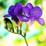 Purple Freesia Bulb