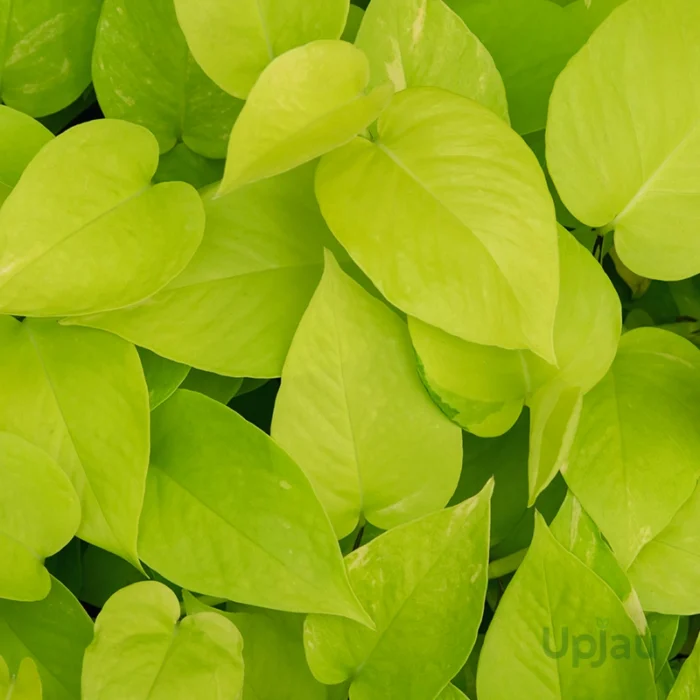 Golden Pothos