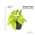 Golden Money Plant / Pothos